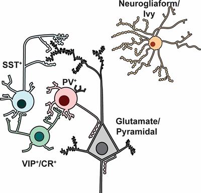 Relevance of Cortical and Hippocampal Interneuron Functional Diversity to General Anesthetic Mechanisms: A Narrative Review